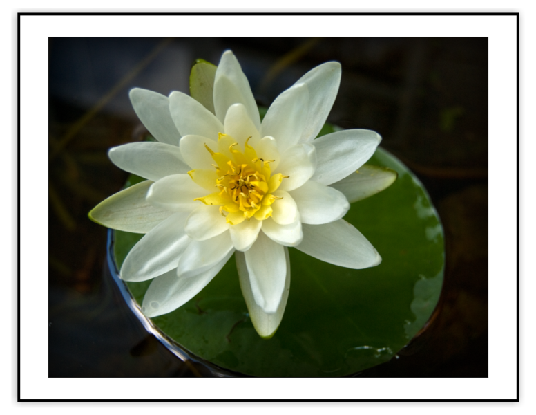 Waterlily