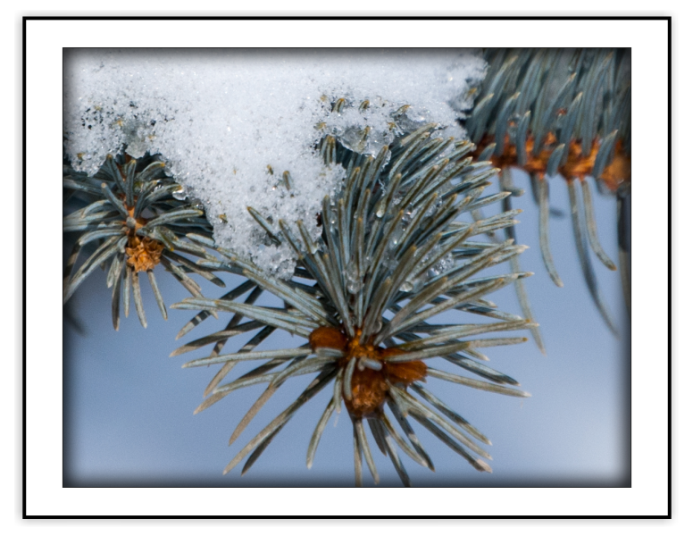 Snowy Branch - from the Seasonal - Winter Note Card Set