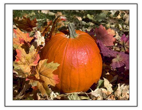 Hey Little Pumpkin from the Seasonal - Fall Collection