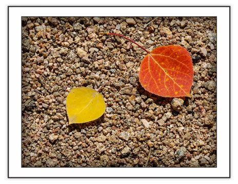 Aspen Leaves - from the Seasonal - Fall Note Card Set