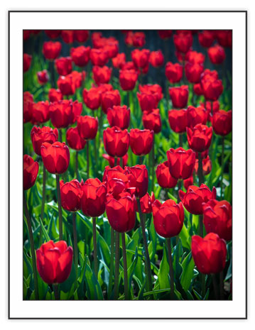 Bright Red Lipstick from the Seasonal - Spring Note Card set