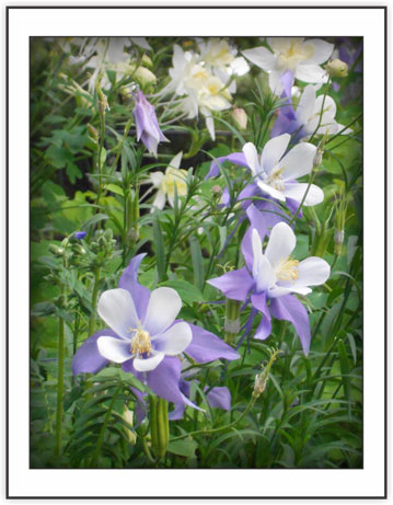 Colorado's Best from the Seasonal - Spring Note Card Collection