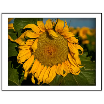 Botanical II Series - Photographic note cards from Clark Reeh Photography