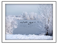 Winter Frozen Geese