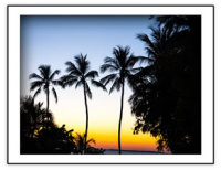 Coastal - Evening Palms