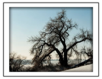 Trees Strong Against the Cold
