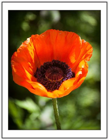 Poppy from the Seasonal - Spring Collection
