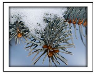 Seasonal Collection - Winter 