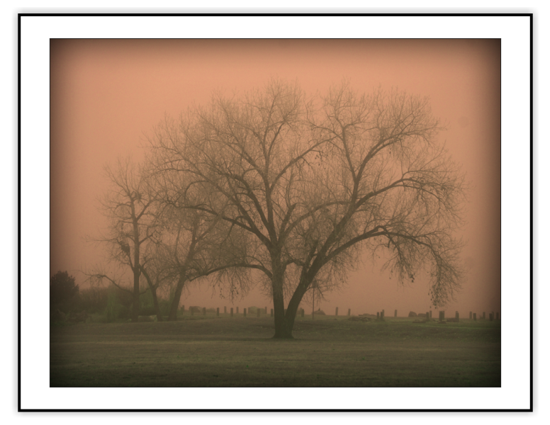 Trees Note Cards Set